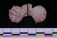 藏品(臺灣海扇蛤)的圖片